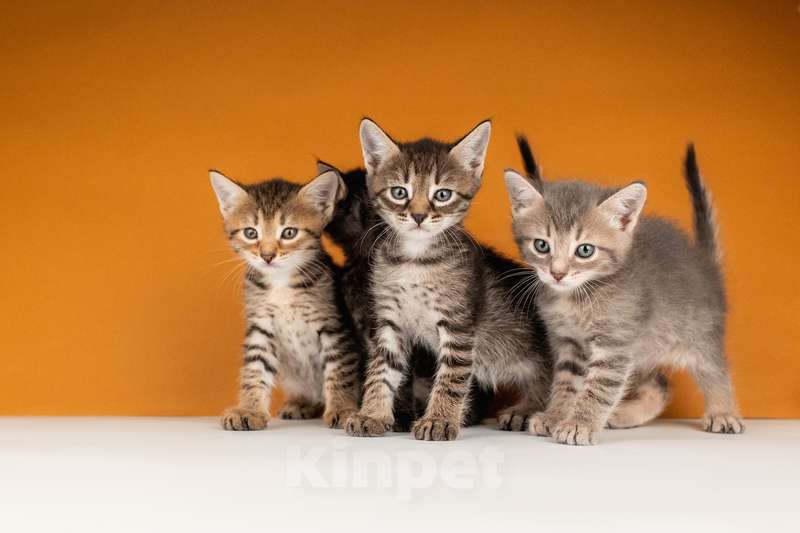 Кошки в Москве: Котята от сибирской мамы — 1,5 месяца в добрые руки Мальчик, Бесплатно - фото 2