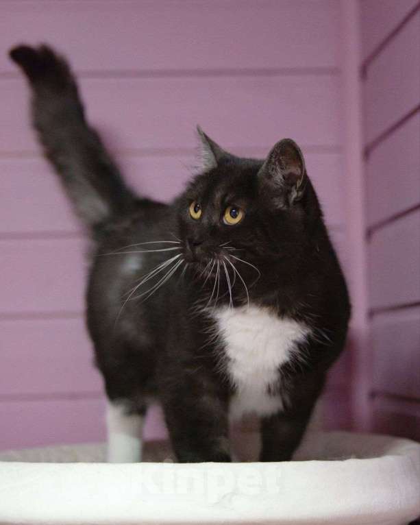 Кошки в Москве: Курочку никто не замечает Девочка, Бесплатно - фото 2