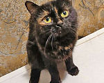 Кошки в Москве: Ищут дом домашние котики — они очень ждут своих людей Девочка, Бесплатно - фото 3