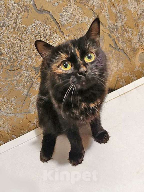 Кошки в Москве: Ищут дом домашние котики — они очень ждут своих людей Девочка, Бесплатно - фото 3