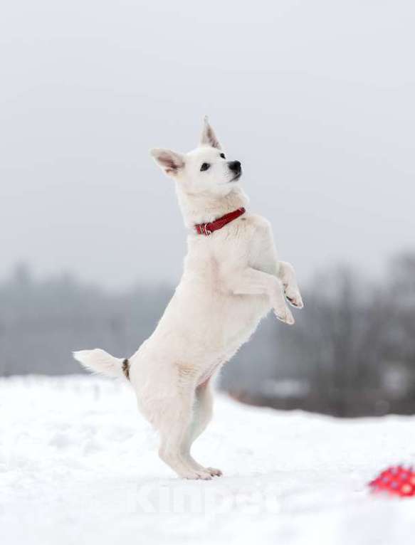 Собаки в Москве: Коротколапик — метис вельш корги Бейли в добрые руки Девочка, Бесплатно - фото 3