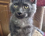 Кошки в Петергофе: Очень славный мальчик Мальчик, 35 000 руб. - фото 4