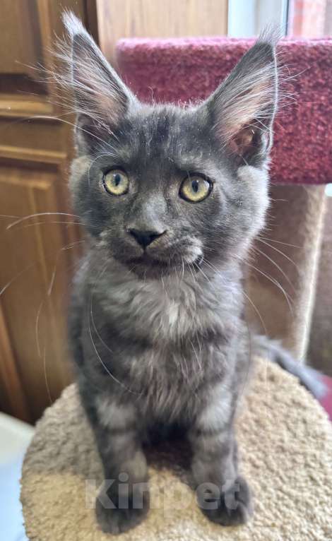 Кошки в Петергофе: Очень славный мальчик Мальчик, 35 000 руб. - фото 4