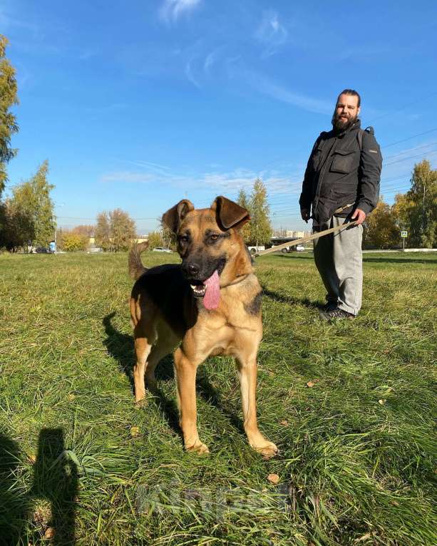 Собаки в Москве: Тася Девочка, Бесплатно - фото 8