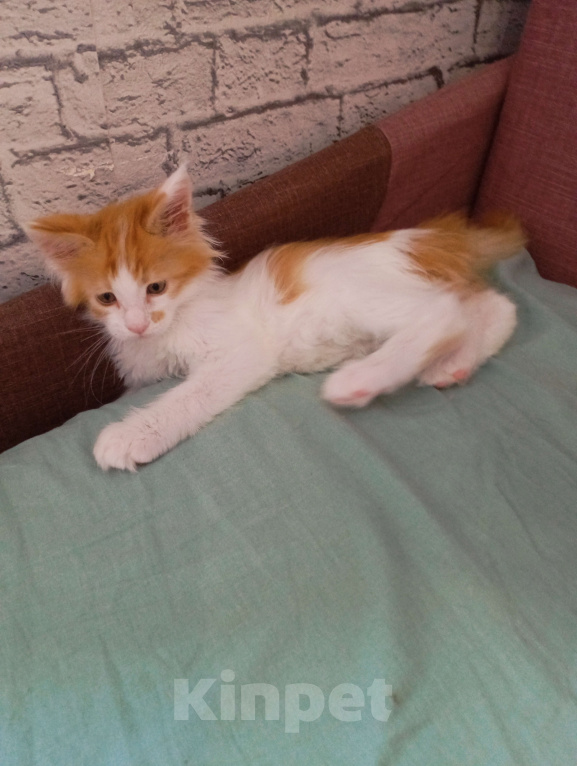 Кошки в Ижевске: Мейн кун Мальчик, 10 000 руб. - фото 2