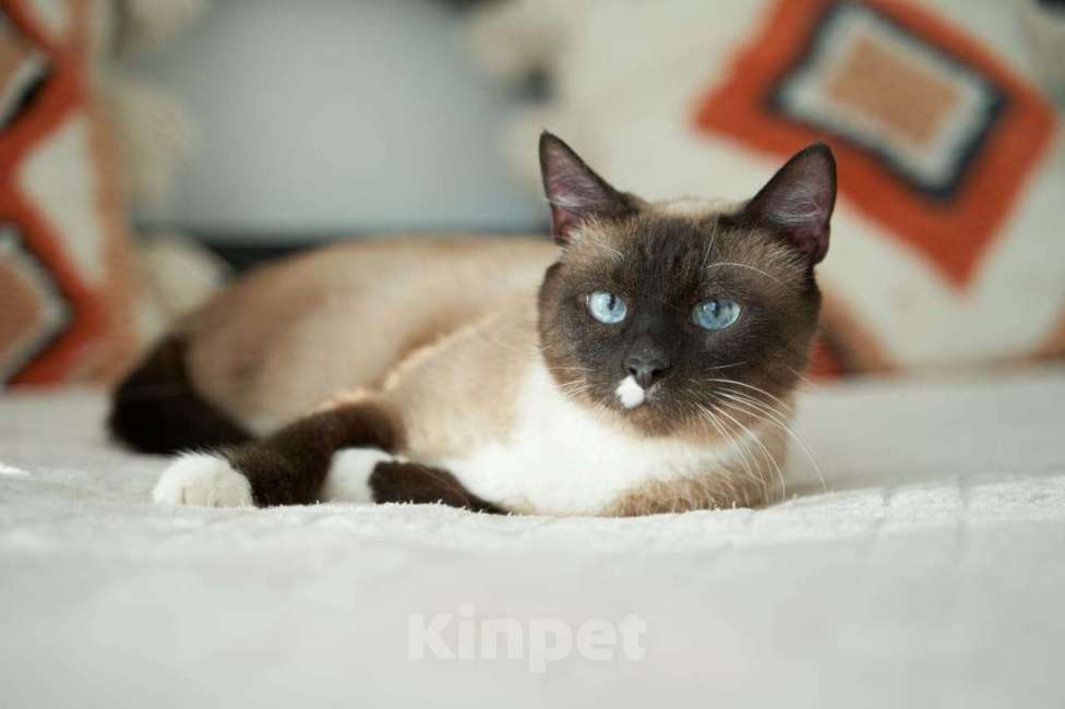 Кошки в Москве: шикарная кошка тайской породы Мэгги ищет дом Девочка, Бесплатно - фото 2