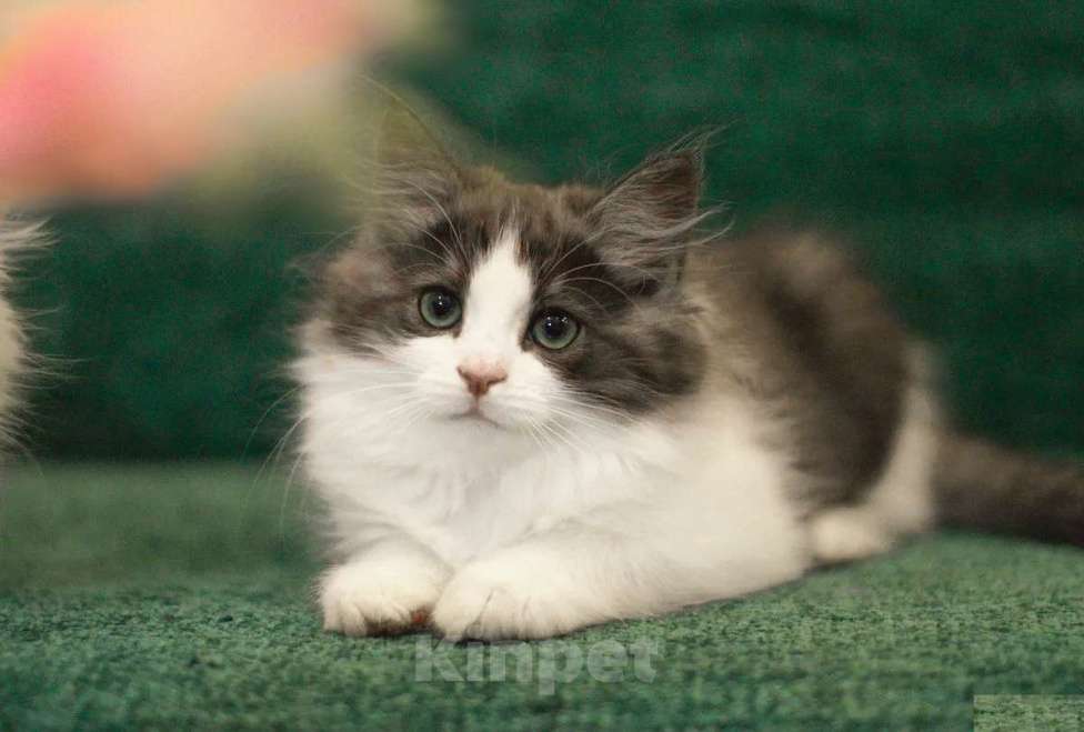 Кошки в Санкт-Петербурге: сибирский котенок с документами Девочка, 30 000 руб. - фото 6