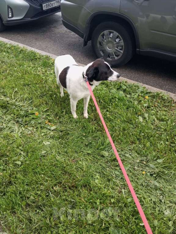 Собаки в Санкт-Петербурге: Отдам собаку бесплатно Девочка, Бесплатно - фото 9