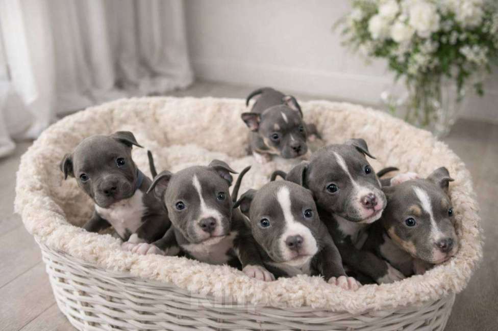 Собаки в Челябинске: Американский булли  Девочка, 80 000 руб. - фото 3