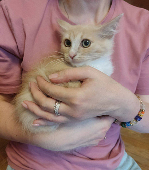 Котенок Лир ищет дом
