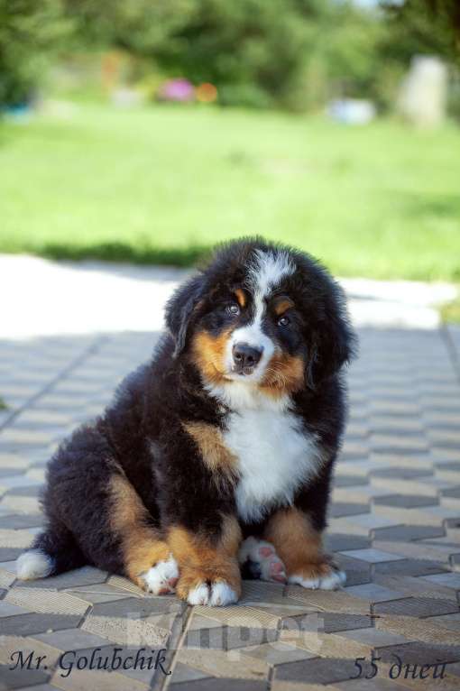 Собаки в Москве: Щенки бернского зенненхунда Мальчик, Бесплатно - фото 2