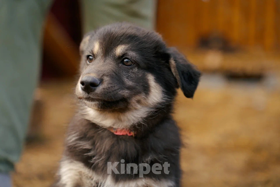 Собаки в Красногорске: Щенок девочка Юкки ищет дом Девочка, Бесплатно - фото 4