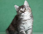 Кошки в Балашихе: Котята курильского бобтейла Разнополые, 55 000 руб. - фото 2