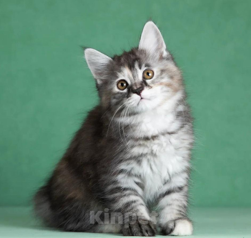 Кошки в Балашихе: Котята курильского бобтейла Разнополые, 55 000 руб. - фото 2