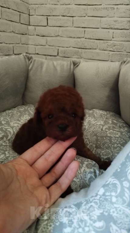 Собаки в Москве: Мальчик той-пудель/ micro РКФ Мальчик, 90 000 руб. - фото 3