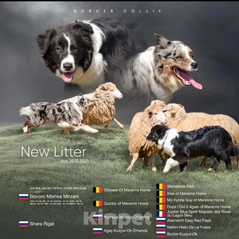 Собаки в Новосибирске: Щенки Бордер Колли  Девочка, 65 000 руб. - фото 2