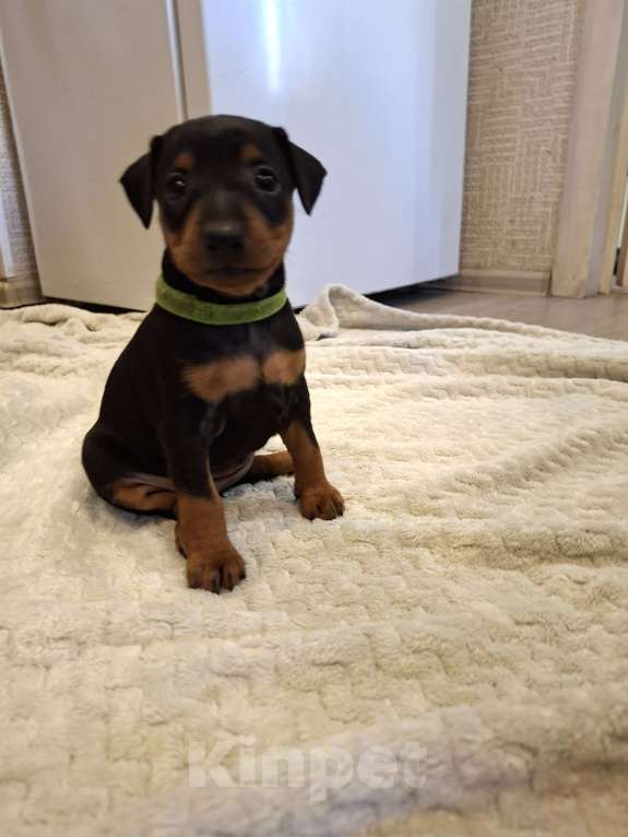 Собаки в Краснодаре: Щенуля Девочка, 19 000 руб. - фото 2