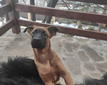 Собаки в Москве: Щенок Лола. Сука 7 месяцев. Девочка, Бесплатно - фото 2
