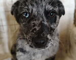 Собаки в Санкт-Петербурге: Редкий щенок Девочка, Бесплатно - фото 2