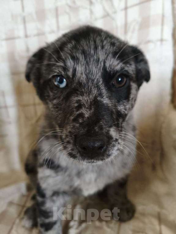 Собаки в Санкт-Петербурге: Редкий щенок Девочка, Бесплатно - фото 2