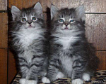 Кошки в Ливны: Роскошные сибиряки, 9 000 руб. - фото 2