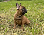 Собаки в Санкт-Петербурге: Французский бульдог Девочка, 90 000 руб. - фото 4