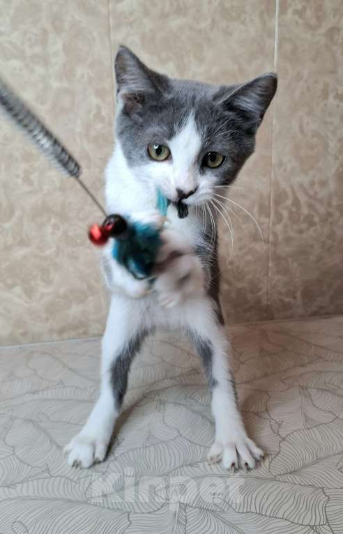 Кошки в Москве: Голубо-белый котёнок в добрые руки  Мальчик, Бесплатно - фото 3