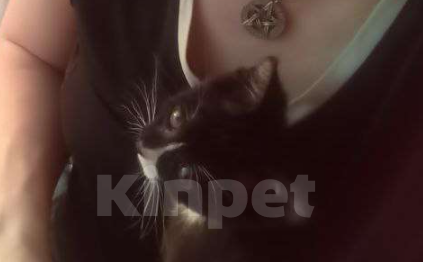 Кошки в Туле: Отдам новогоднее чудо в добрые руки Мальчик, Бесплатно - фото 2