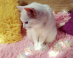 Кошки в Санкт-Петербурге: Белая кошка ищет дом Девочка, 200 руб. - фото 6