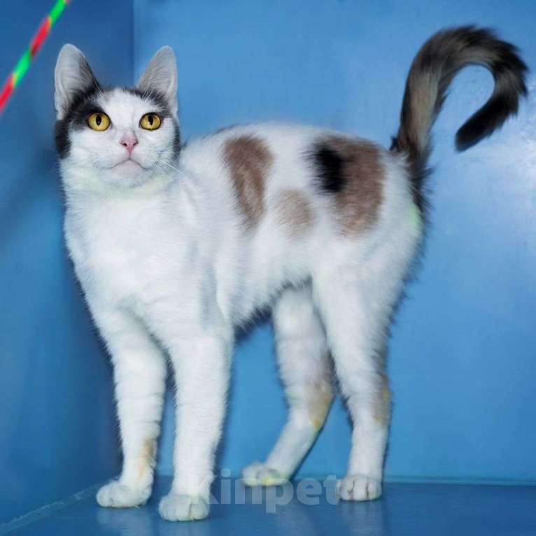 Кошки в Москве: Ласковая Вафелька ищет дом Девочка, Бесплатно - фото 4