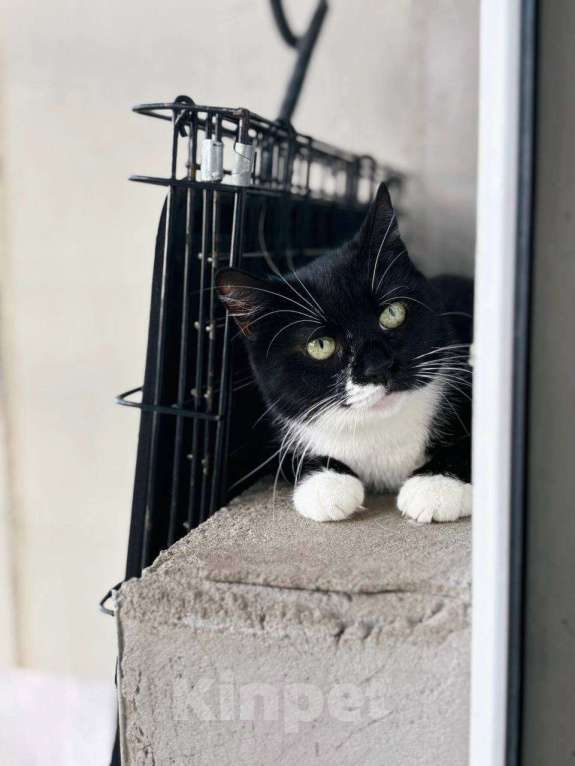 Кошки в Балашихе: Миранда Девочка, Бесплатно - фото 3