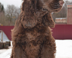 Собаки в Зеленограде: Английского кокер спаниеля щенки Мальчик, 25 000 руб. - фото 5