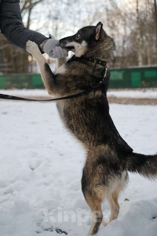 Собаки в Санкт-Петербурге: Умница хаски Айка из приюта Девочка, Бесплатно - фото 8