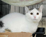 Кошки в Санкт-Петербурге: Ласковый игривый малышок Мальчик, Бесплатно - фото 2