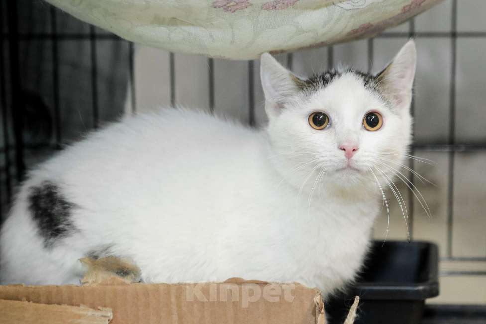 Кошки в Санкт-Петербурге: Ласковый игривый малышок Мальчик, Бесплатно - фото 2