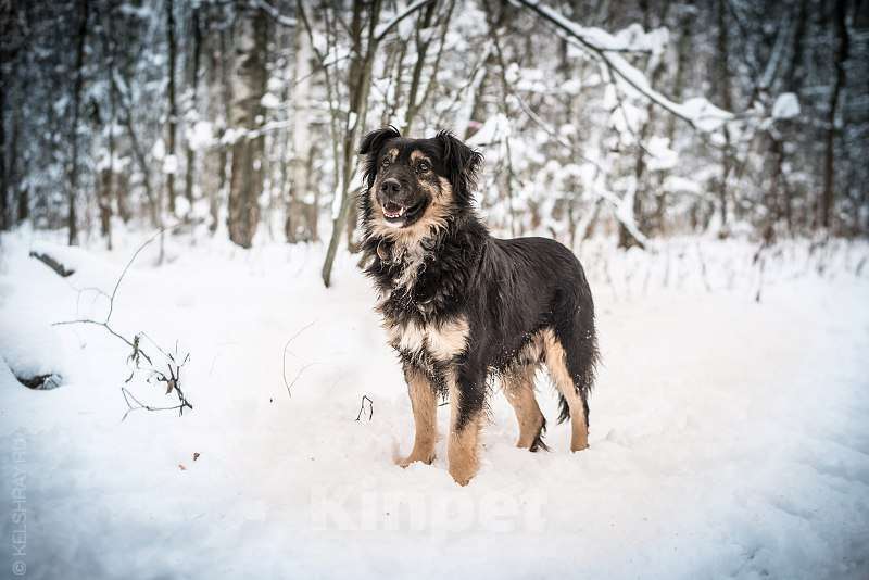 Собаки в Москве: Рикки Мальчик, Бесплатно - фото 5