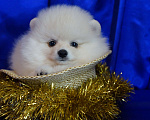 Собаки в Москве: Пушистое очарование- мальчик Мальчик, 30 000 руб. - фото 1