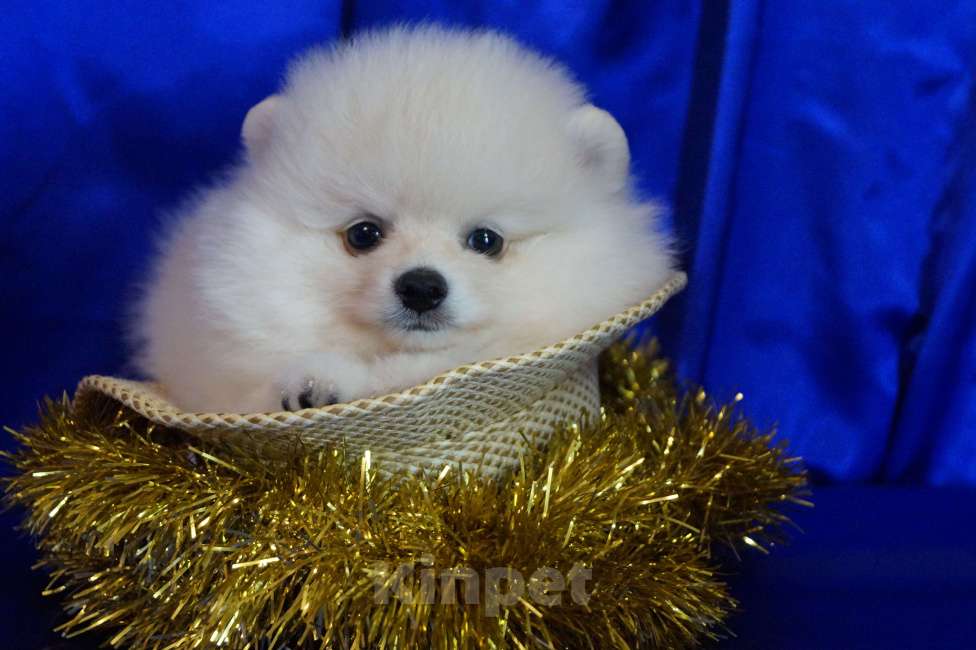 Собаки в Москве: Пушистое очарование- мальчик Мальчик, 30 000 руб. - фото 1