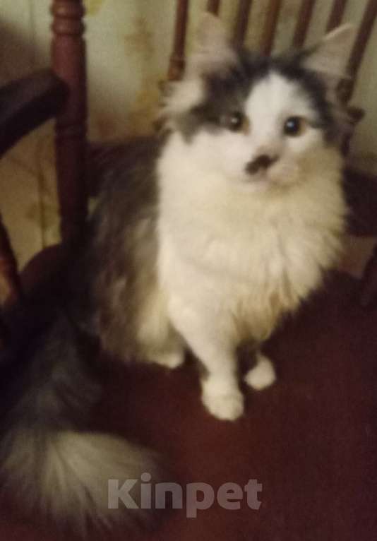 Кошки в Москве: Серенький с белым сибирский котик Мальчик, 15 000 руб. - фото 2