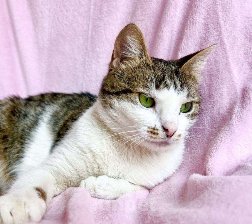 Кошки в Москве: Не просто кошка - королева в добрые руки Девочка, Бесплатно - фото 4