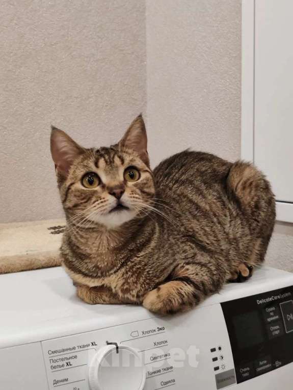 Кошки в Москве: Нежная маленькая кошенька Оливия очень ждёт своих людей Девочка, Бесплатно - фото 7