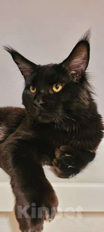 Кошки в Краснодаре: Мейн-кун Полидакт Девочка  Девочка, 30 000 руб. - фото 2