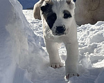 Собаки в Москве: Среднеазиатская овчарка, алабай, щенок Девочка, Бесплатно - фото 4
