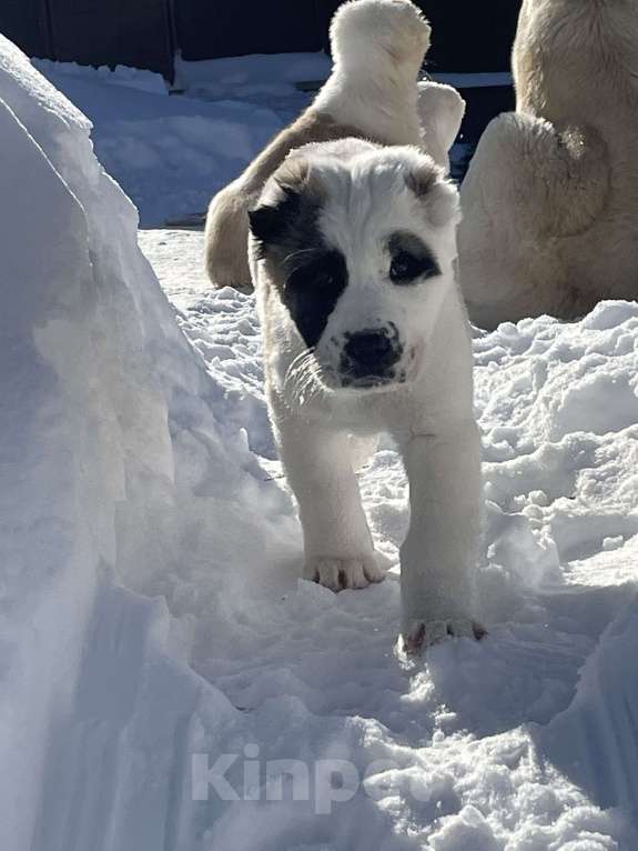 Собаки в Москве: Среднеазиатская овчарка, алабай, щенок Девочка, Бесплатно - фото 4