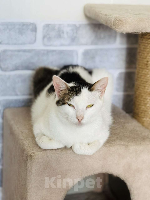 Кошки в Санкт-Петербурге: Кошка ищет дом Девочка, Бесплатно - фото 6