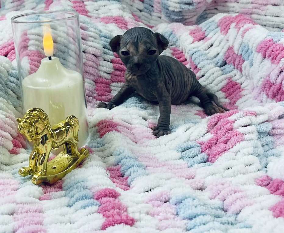 Кошки в Кашире: Канадский сфинкс Мальчик, 23 000 руб. - фото 9