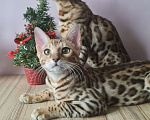Кошки в Москве: Купить бенгальского котенка в Москве Мальчик, 25 000 руб. - фото 4