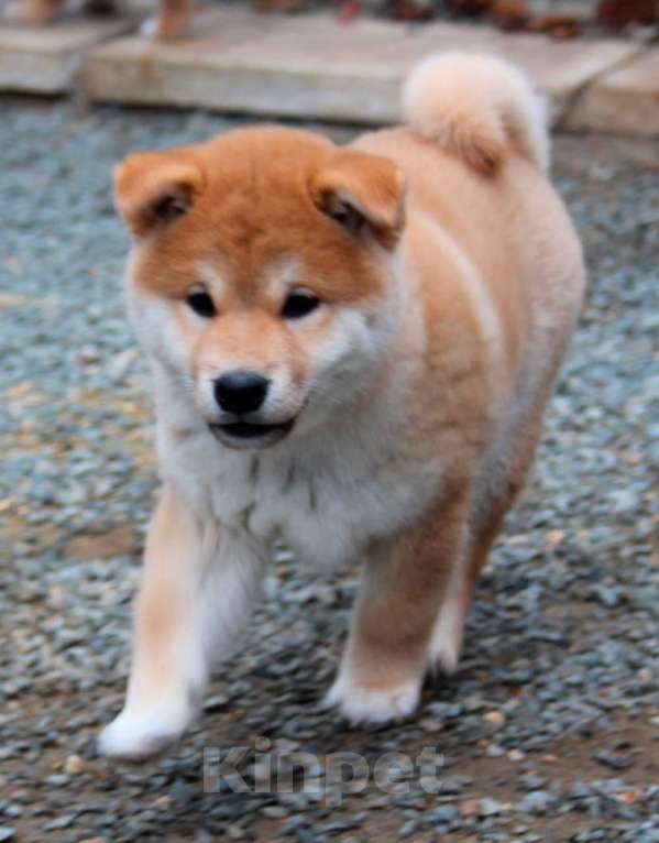 Собаки в Симферополе: Яркий рыжик в современном типе  Мальчик, 70 000 руб. - фото 2