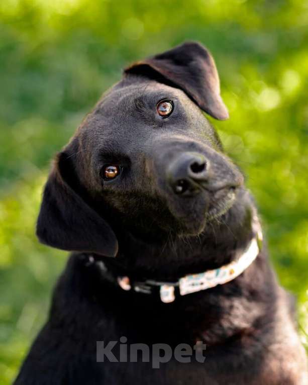 Собаки в Москве: Чудесная собачка Шоколадка ищет дом. Девочка, Бесплатно - фото 2