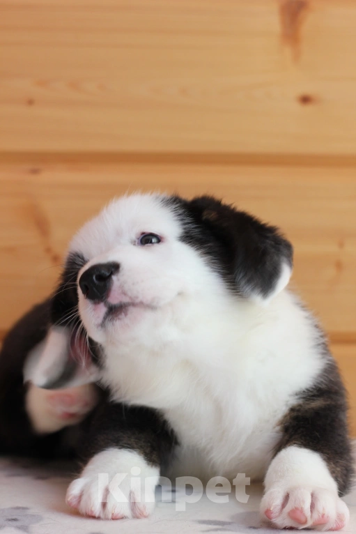 Собаки в Симферополе: Щенки вельш корги кардиган мальчики Мальчик, 50 000 руб. - фото 4